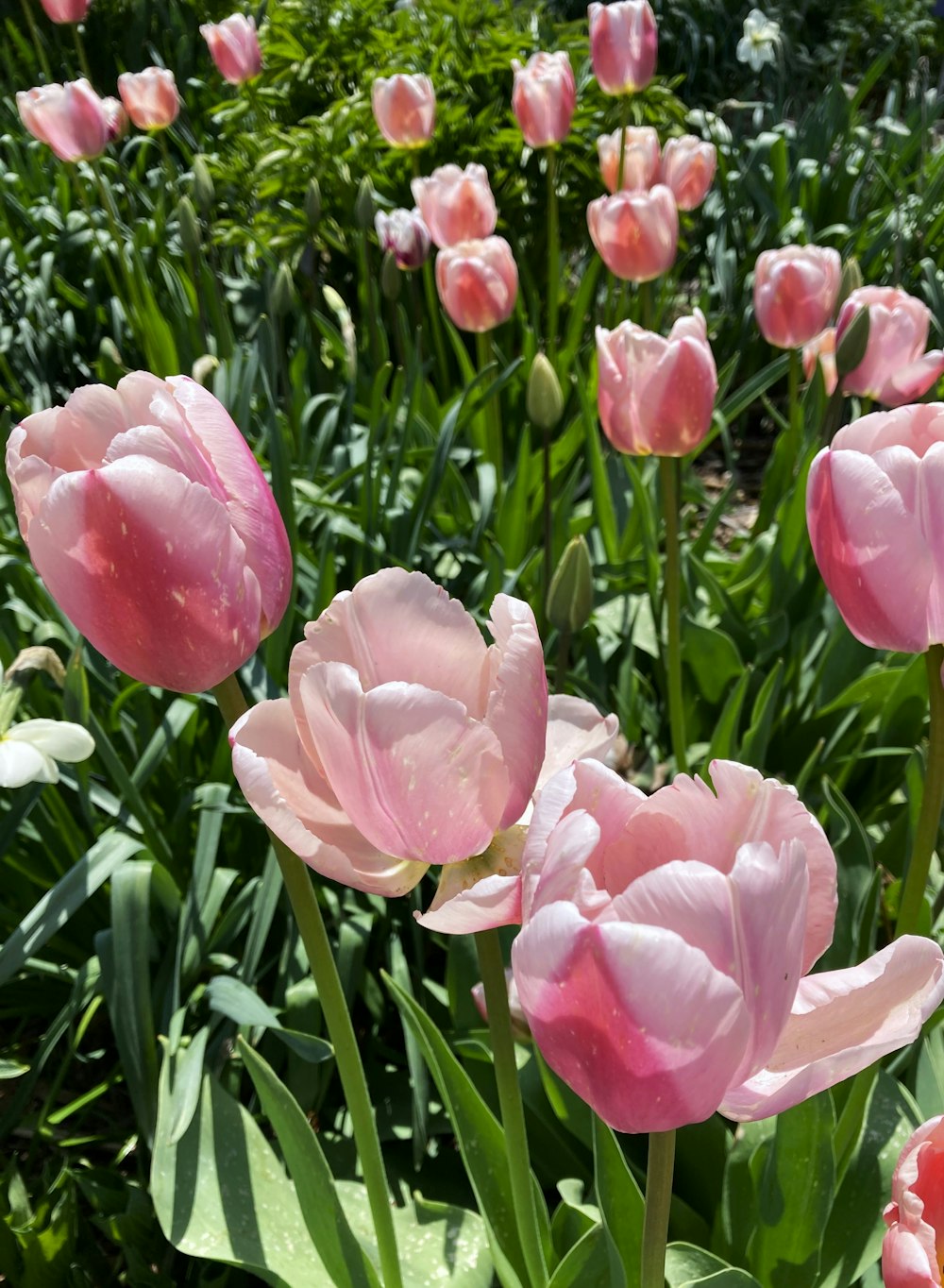 a bunch of pink flowers that are in the grass