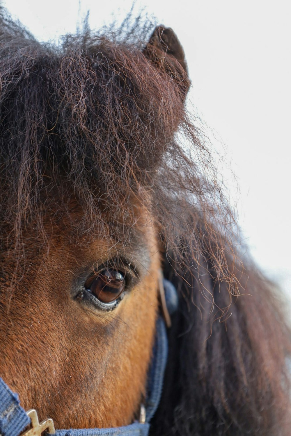 a close up of a horse's face with long hair