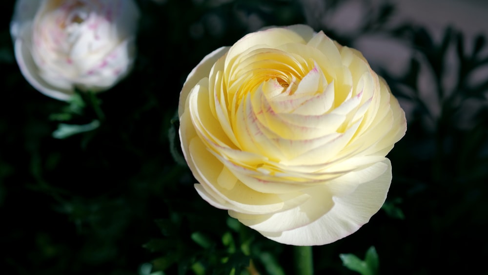 a close up of a yellow and white flower