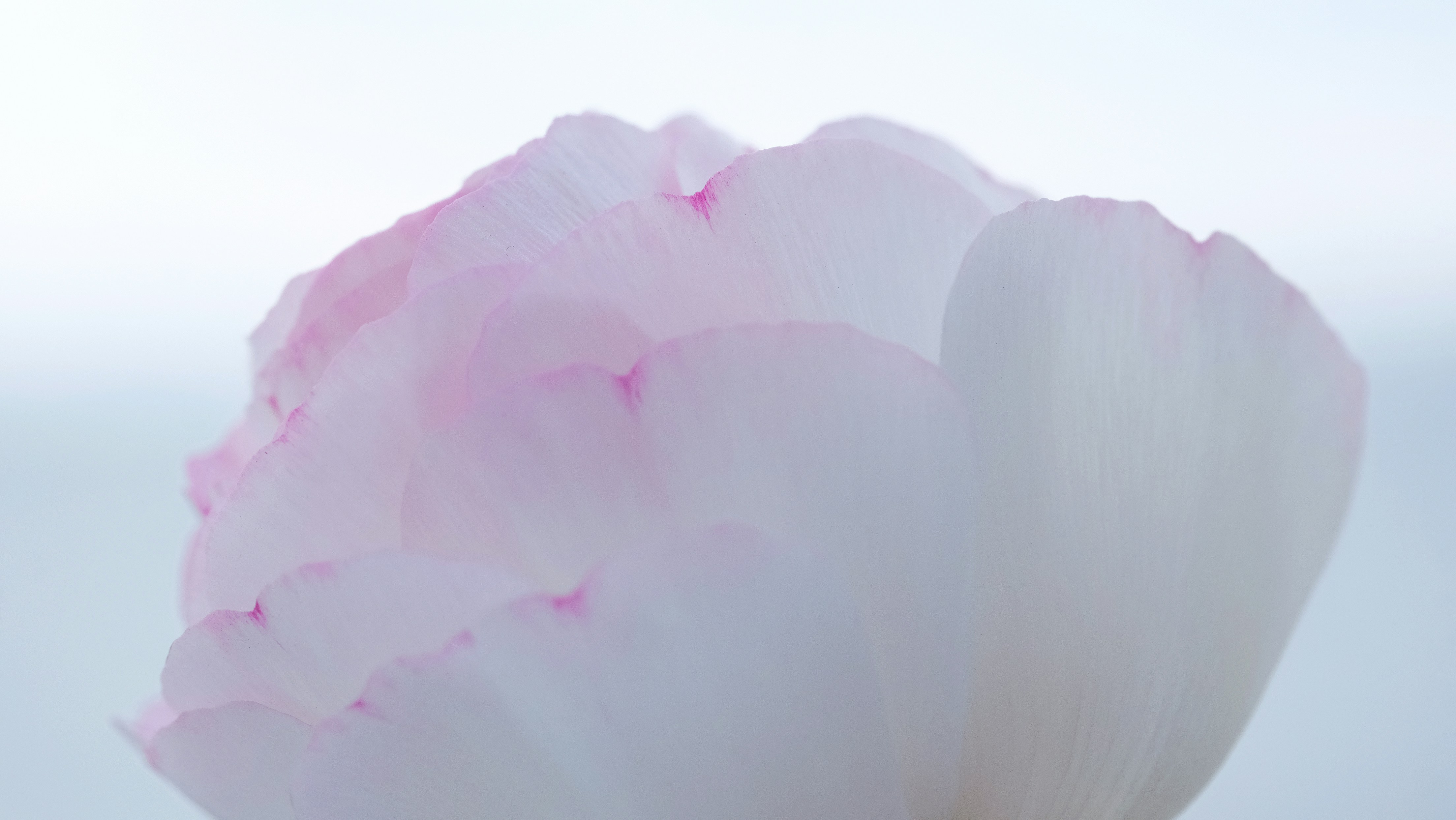 a close up of a pink and white flower