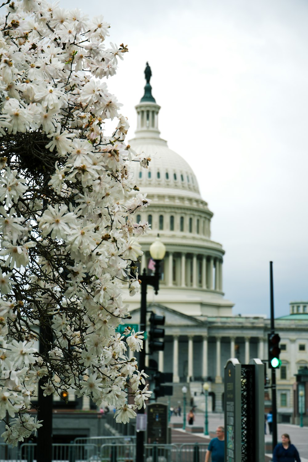 a tree with white flowers in front of the capitol building