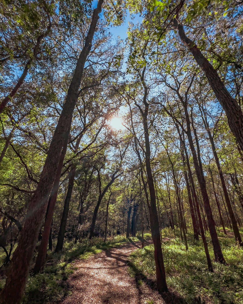 the sun shines through the trees in the woods