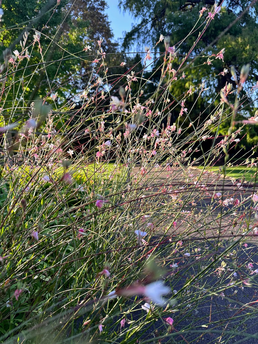 a bunch of flowers that are in the grass