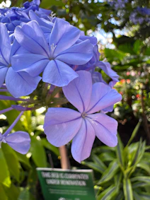 a blue flower in a garden with a sign in the foreground
