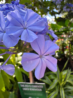 a blue flower in a garden with a sign in the foreground