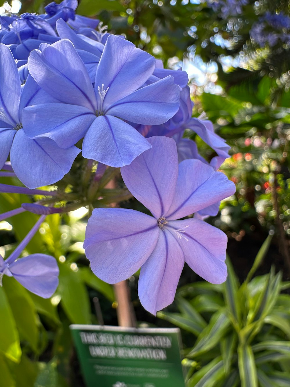 a blue flower in a garden with a sign in the foreground