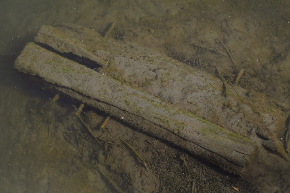 a piece of wood that is laying in the water