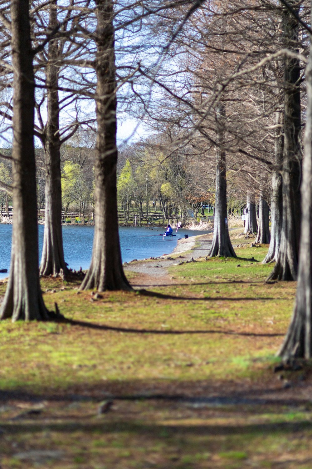 a park with trees, a bench and a body of water