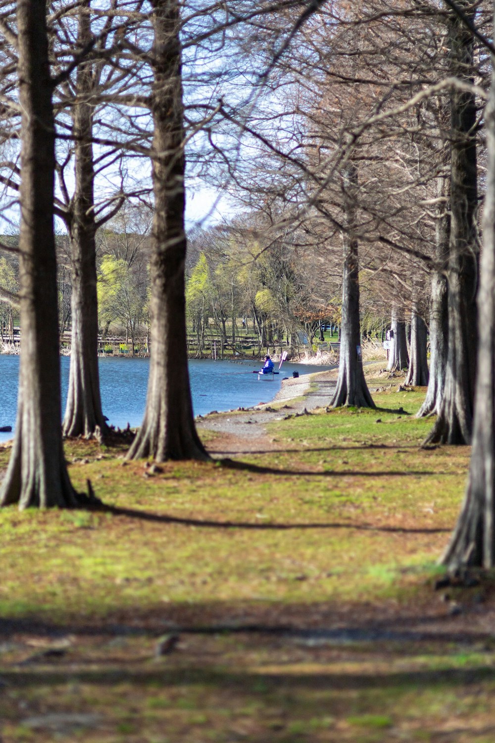 un parque con árboles, un banco y un cuerpo de agua