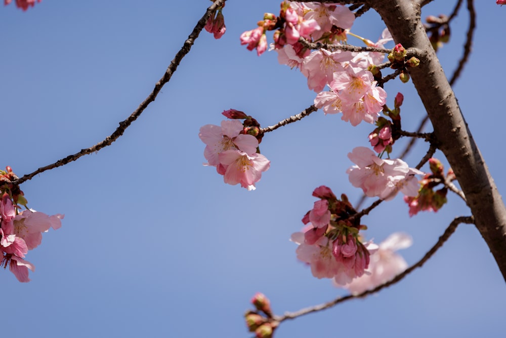 a branch with pink flowers against a blue sky