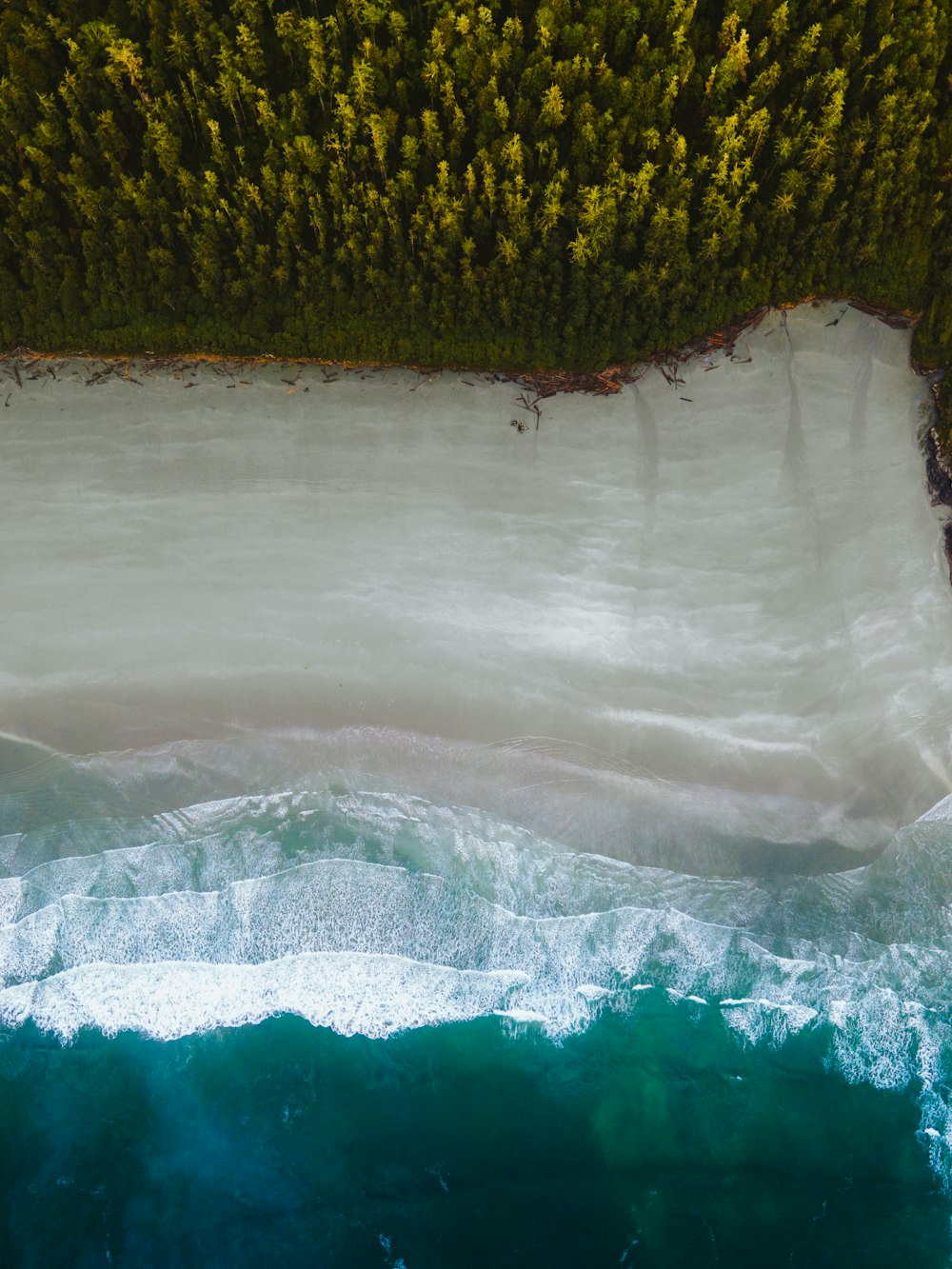 an aerial view of a beach and trees