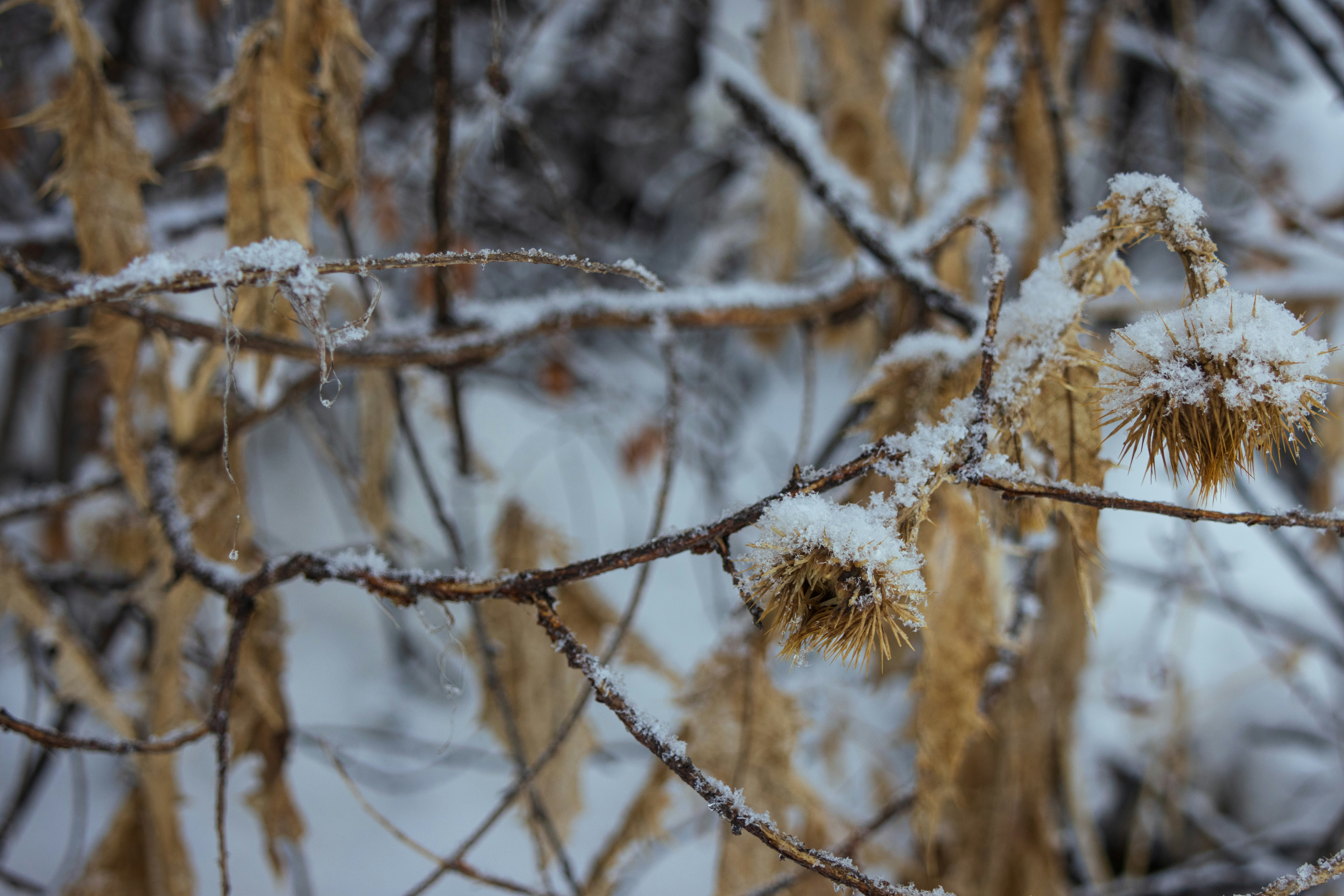 Photo by brandonstoll