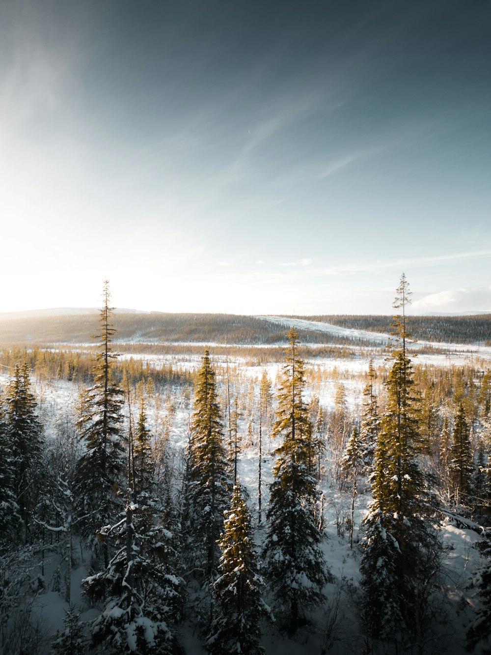 the sun shines brightly over a snowy forest