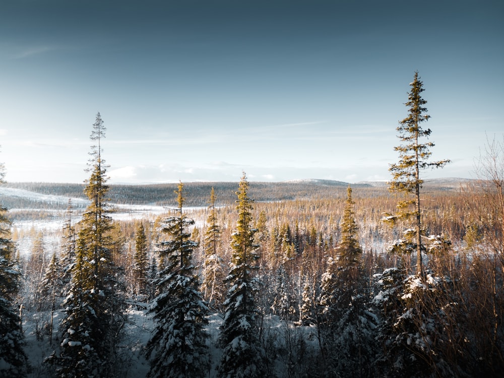 a view of a snow covered forest from a high point of view