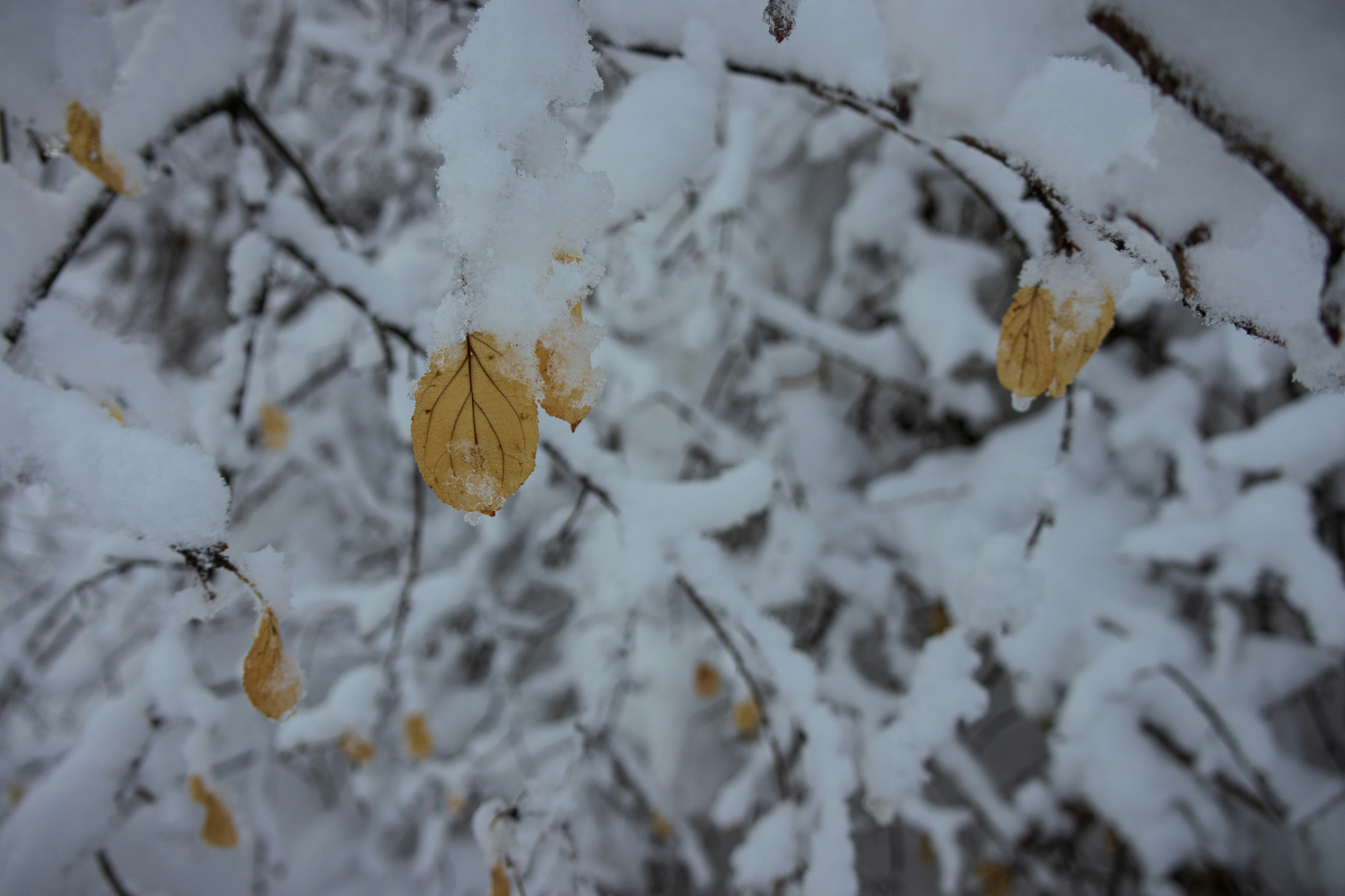 Photo by brandonstoll