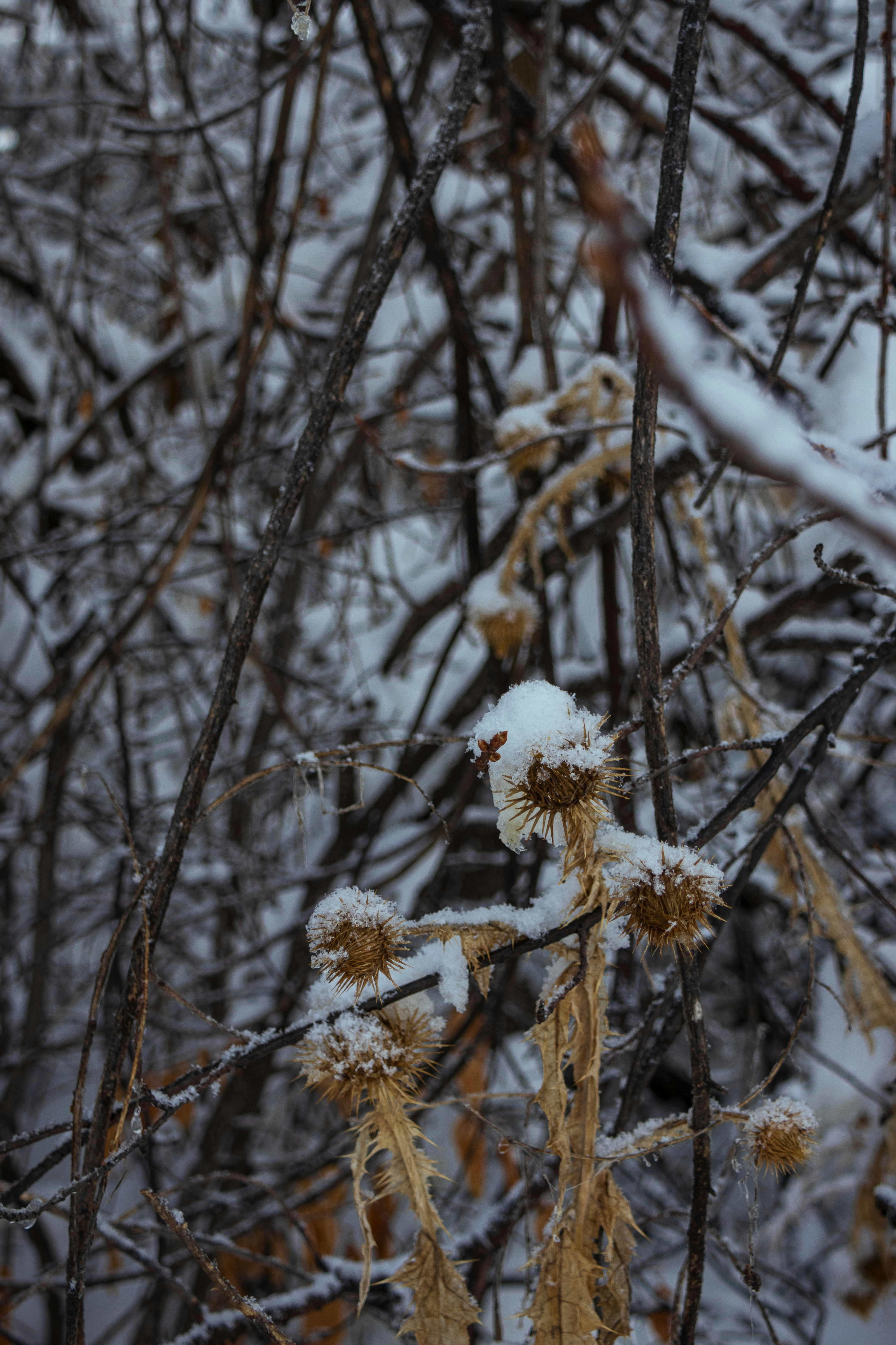 Photo by brandonstoll