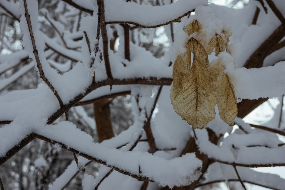 a leaf is hanging from a tree branch covered in snow