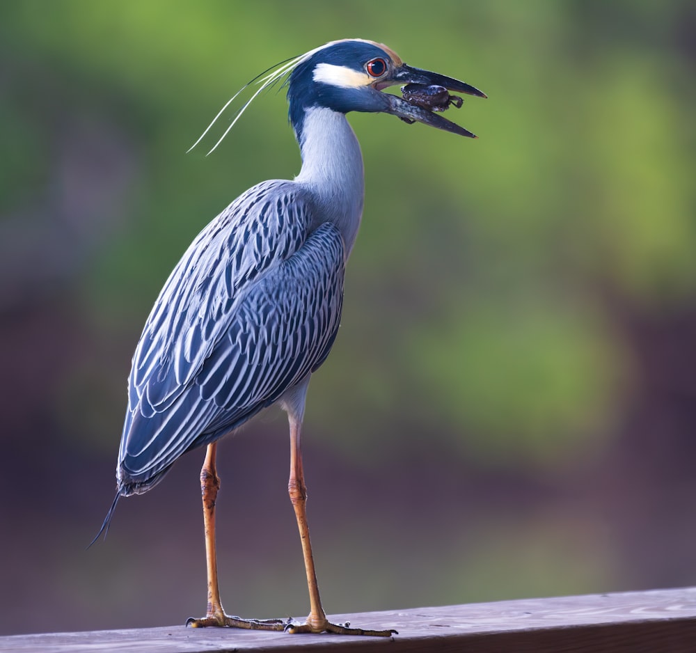 a bird with a fish in it's mouth