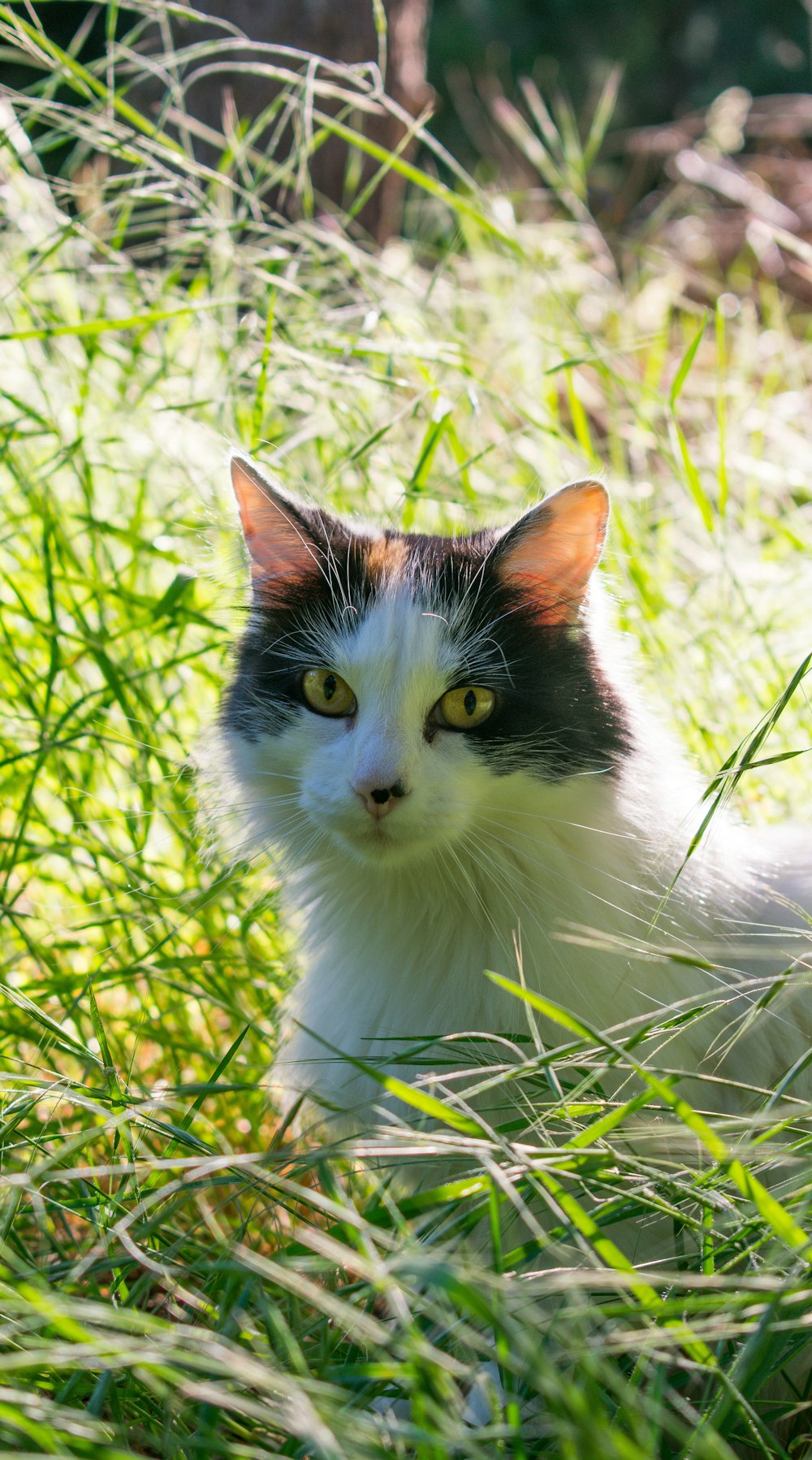 a black and white cat sitting in the grass