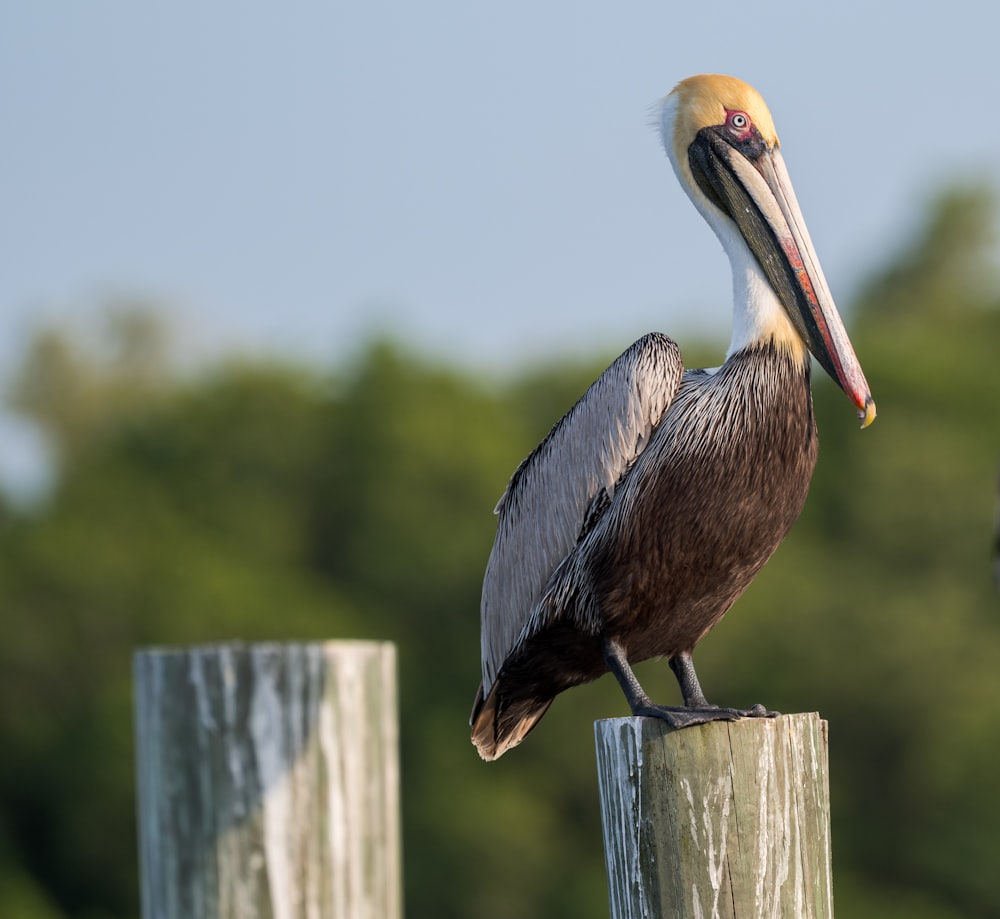a pelican sitting on a post with trees in the background