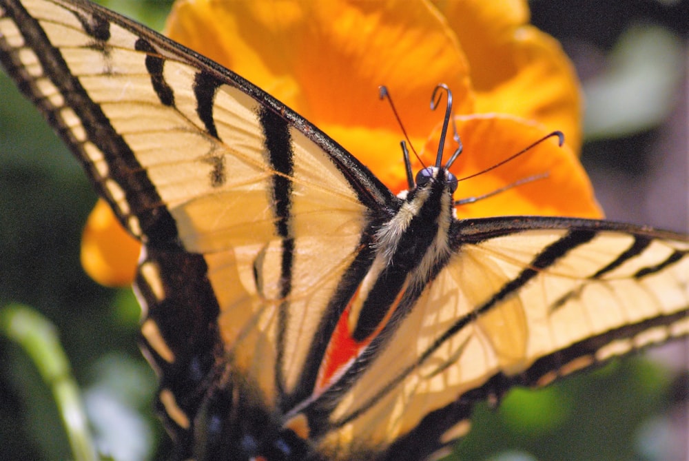 a close up of a butterfly on a flower