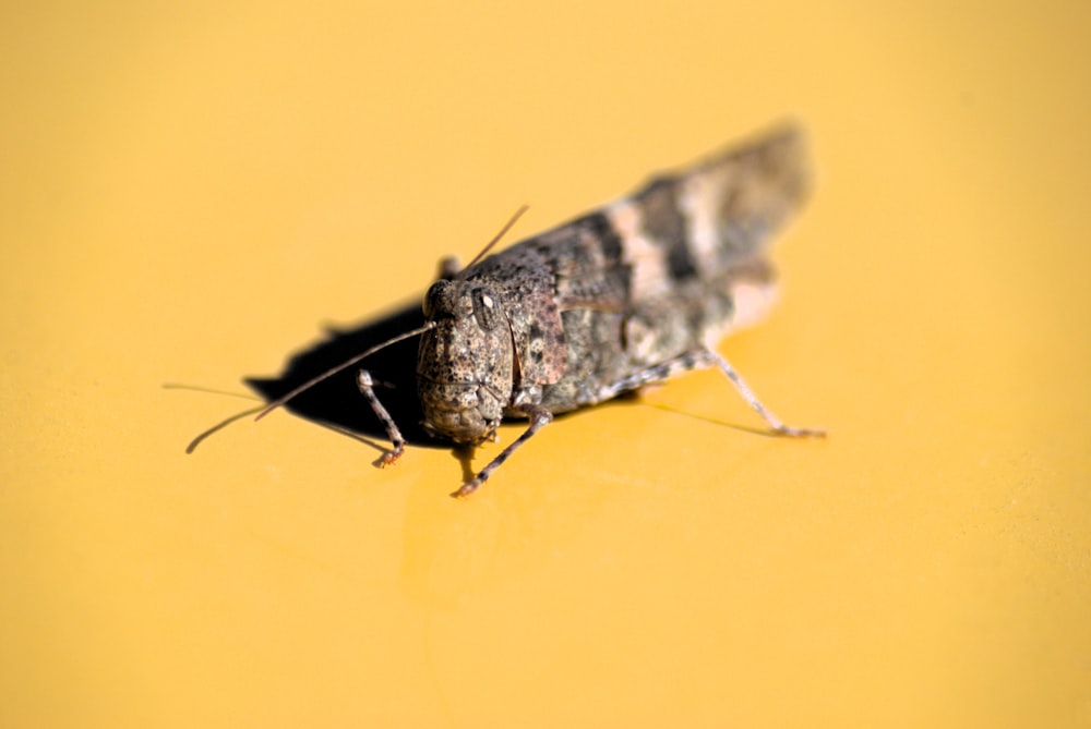 a close up of a bug on a yellow surface