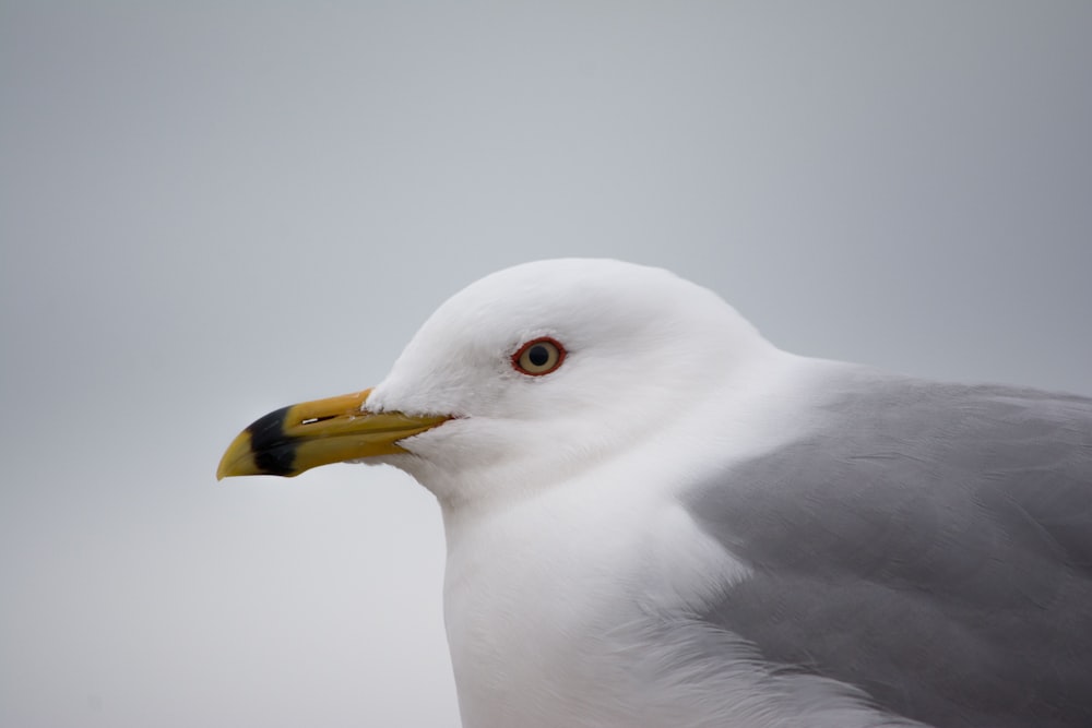 a close up of a seagull on a cloudy day