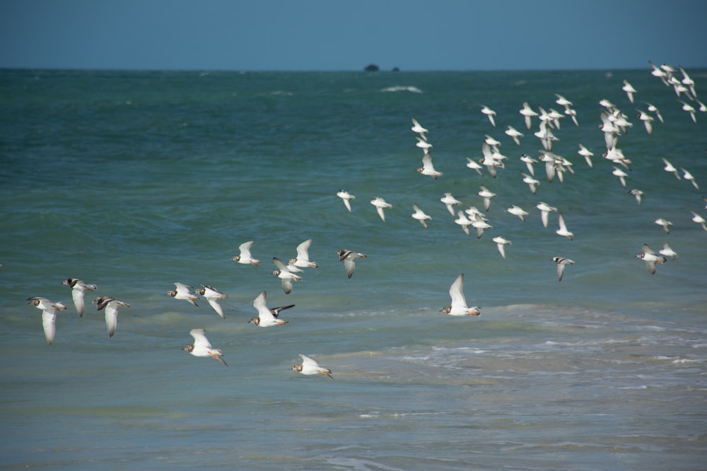 a flock of seagulls flying over the ocean