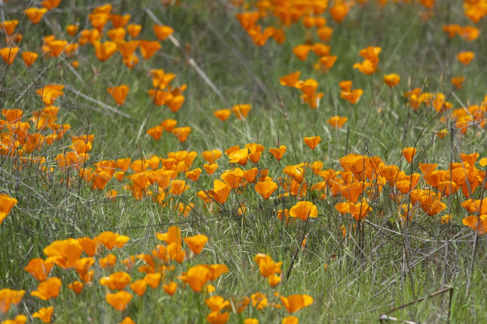 a field full of orange flowers in the grass