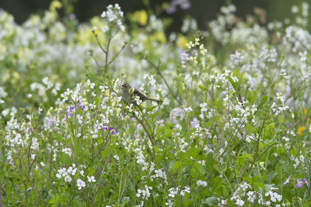 a small bird sitting on a branch in a field of flowers