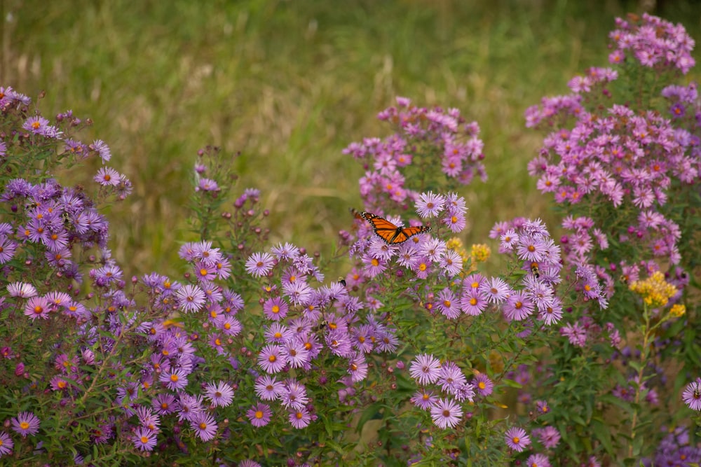 a butterfly sitting on top of purple flowers