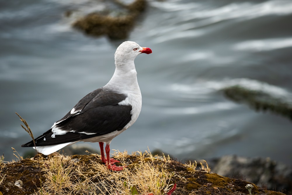 a seagull standing on a rock near the water