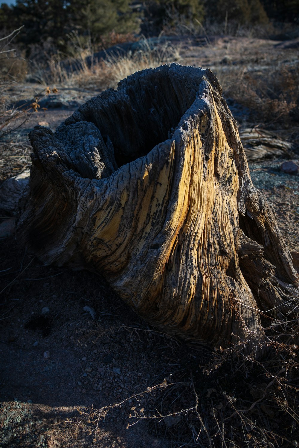 a tree stump that has been turned into a planter