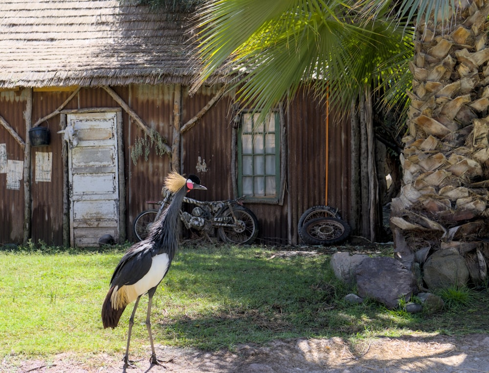 un grand oiseau debout devant une maison