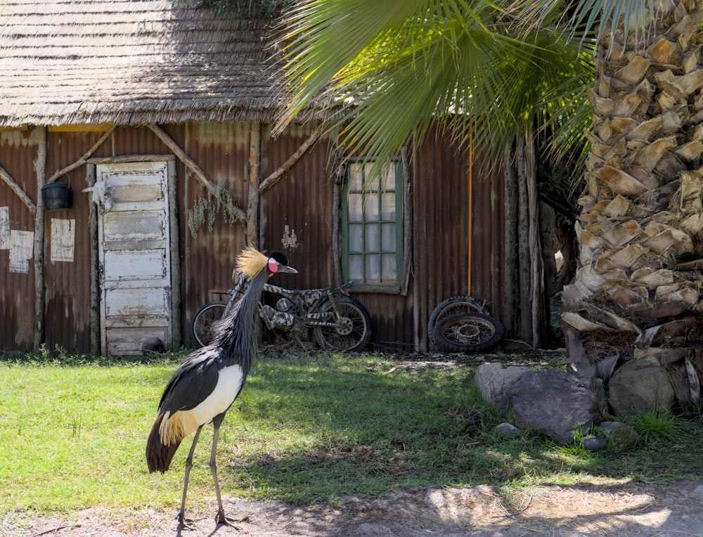 a large bird standing in front of a house