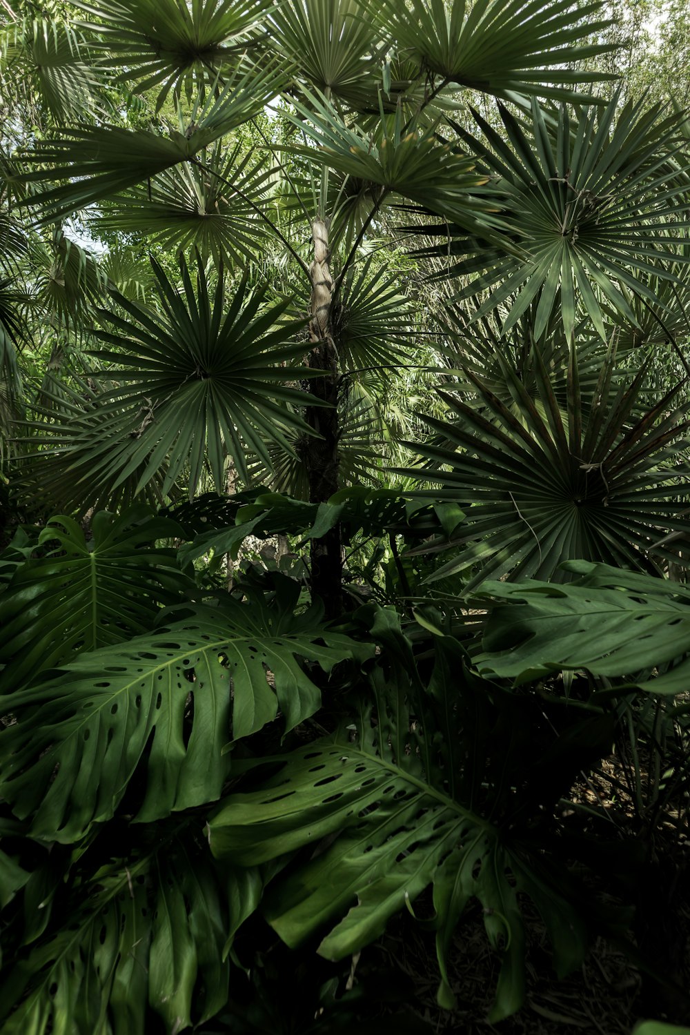 a lush green forest filled with lots of leaves