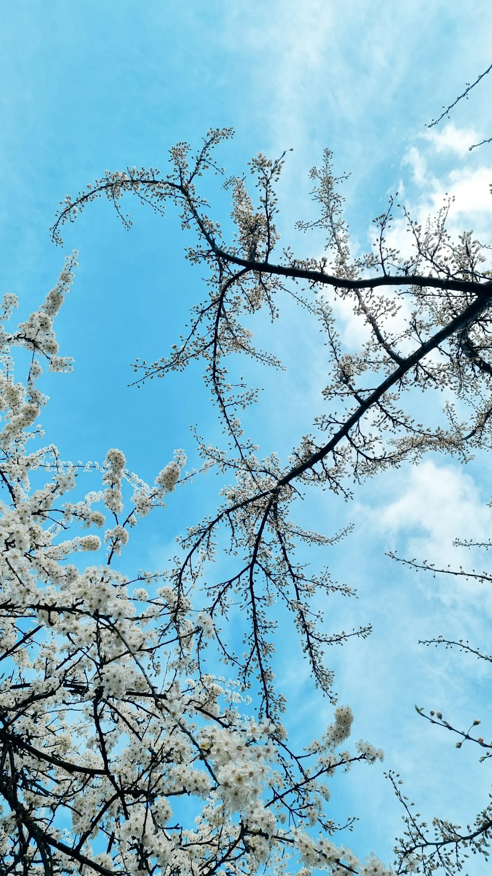 the branches of a tree with white flowers against a blue sky