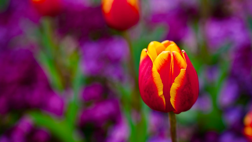 a close up of a red and yellow flower