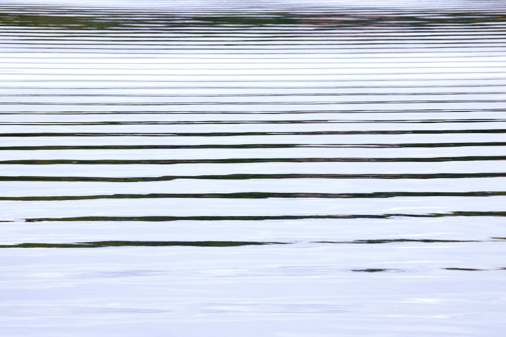 a bird flying over a body of water