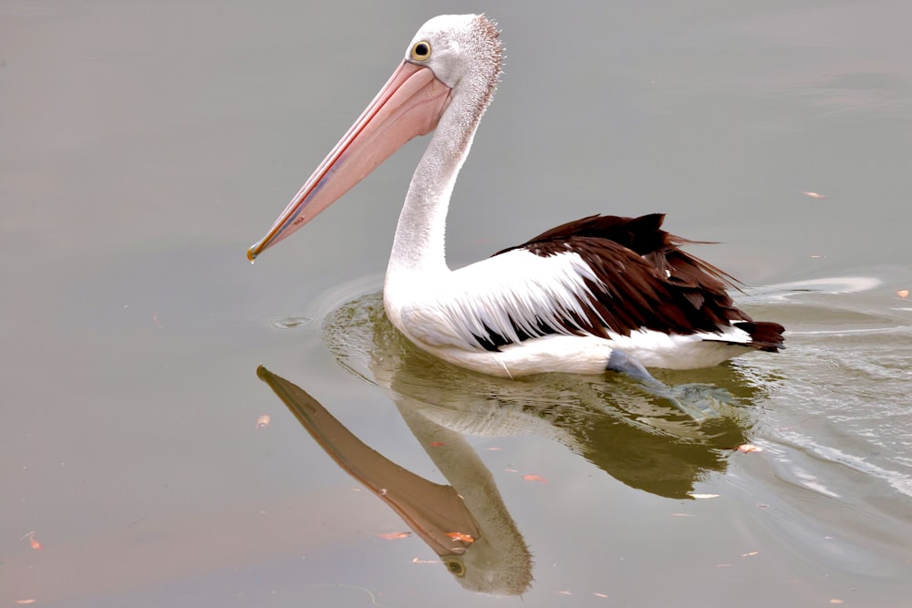 a large white and brown bird floating on top of a body of water