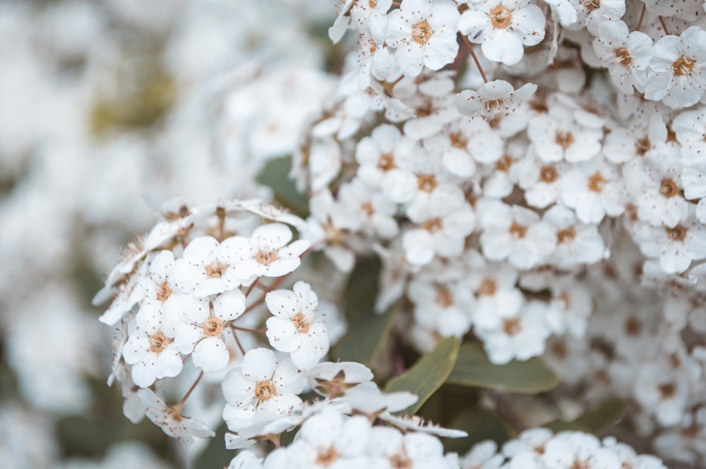 a bunch of white flowers with green leaves