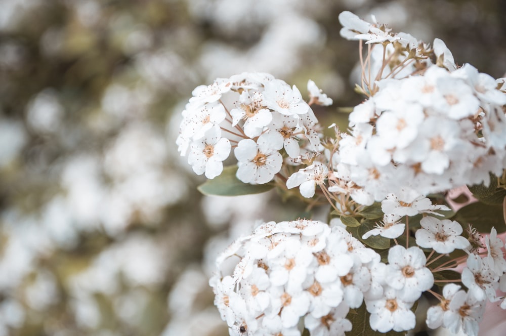 a bunch of white flowers with green leaves