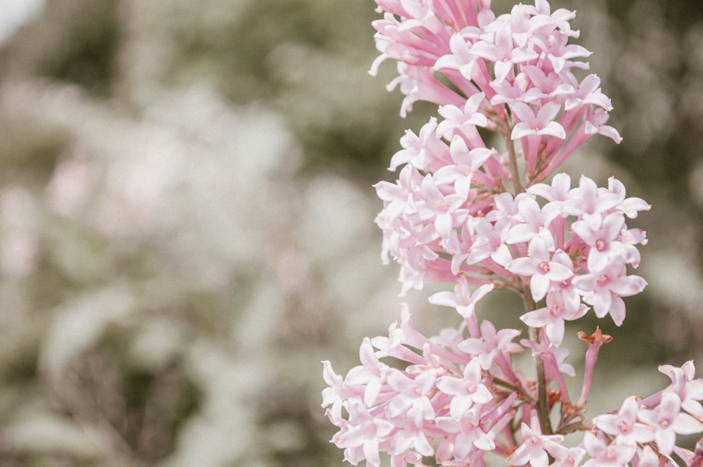 a close up of a pink flower with blurry trees in the background