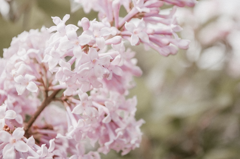 a close up of a pink flower on a tree