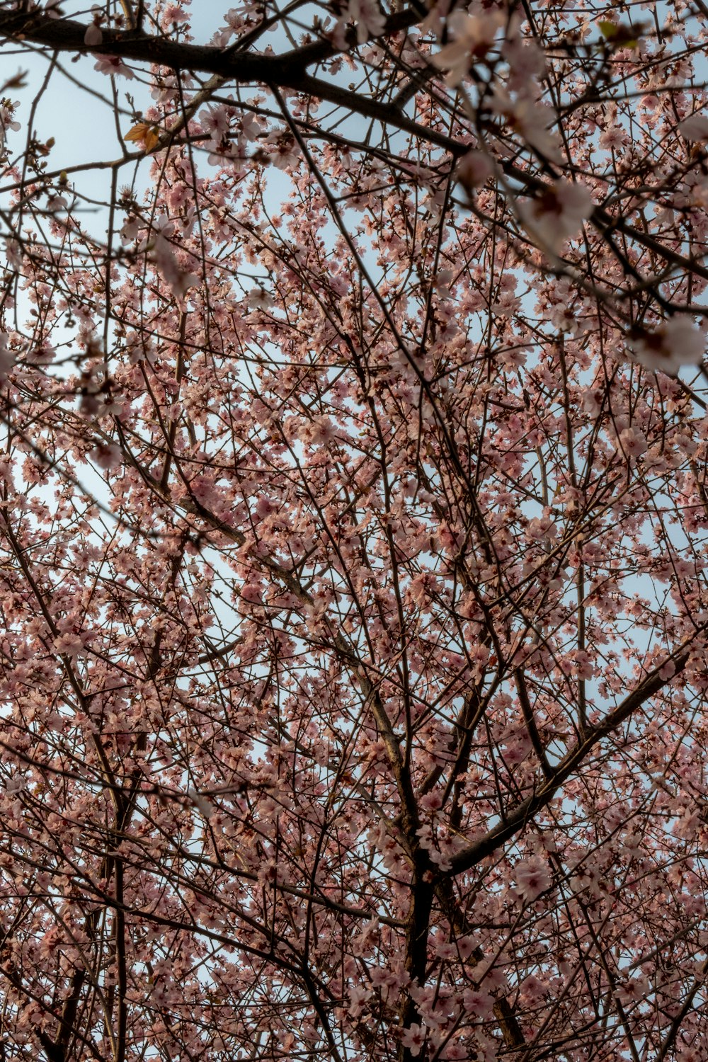 a tree with lots of pink flowers on it