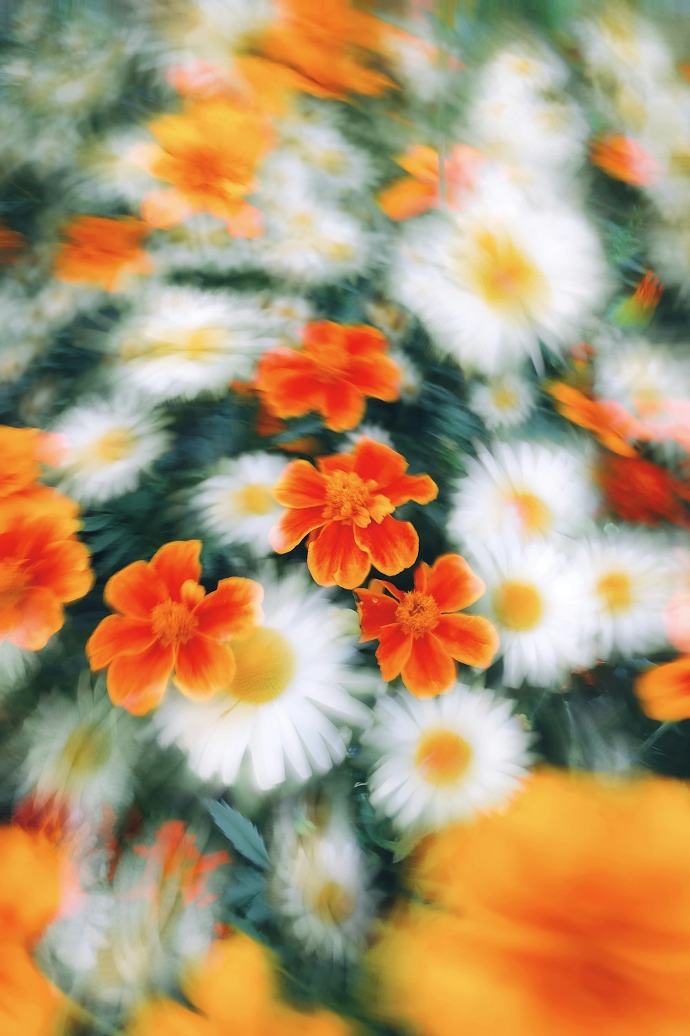 a bunch of flowers that are in the grass