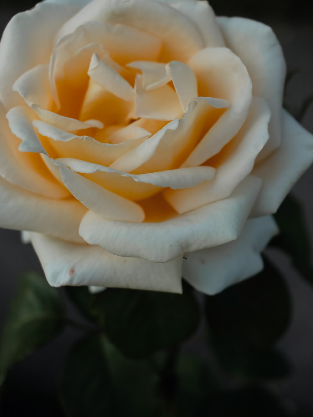 a close up of a white rose with green leaves