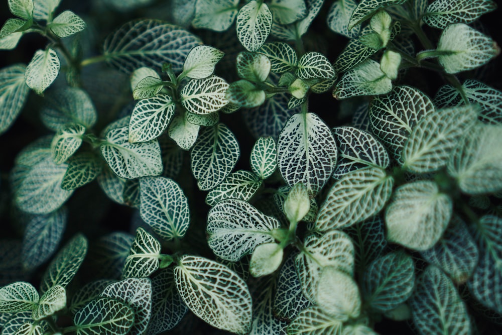 a close up of a green plant with white leaves