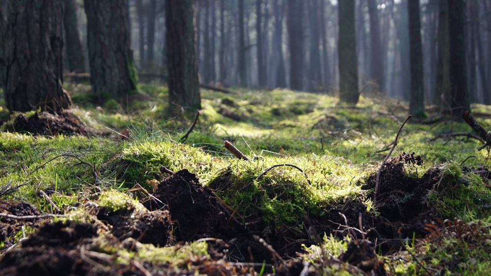 a forest filled with lots of green grass