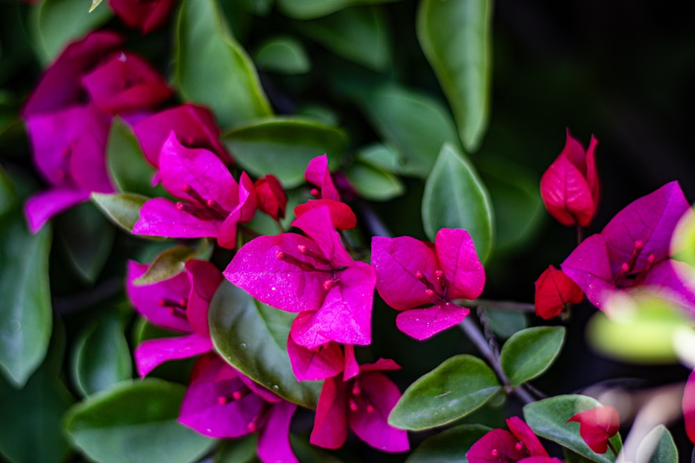 a bunch of pink flowers with green leaves